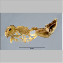 Crematogaster vieti Hosoishi & Ogata, 2016 lateral