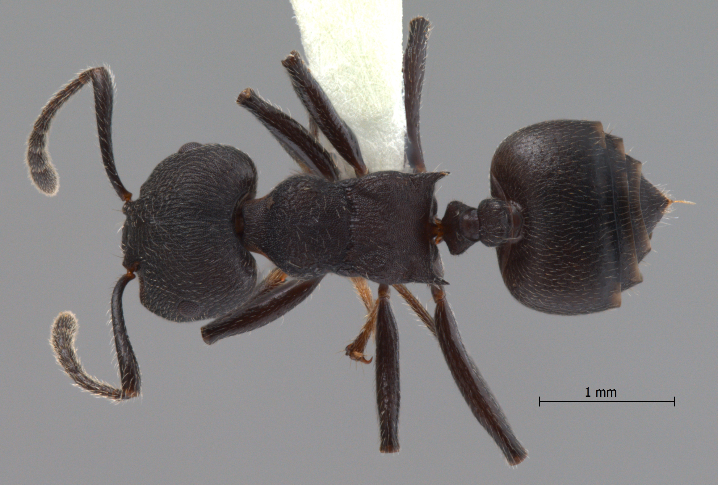 Foto Crematogaster yamanei Hosoishi & Ogata, 2009 dorsal