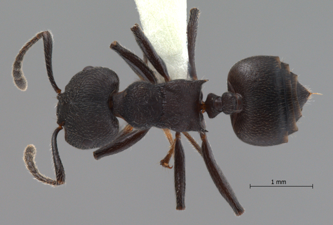 Crematogaster yamanei Hosoishi & Ogata, 2009 dorsal