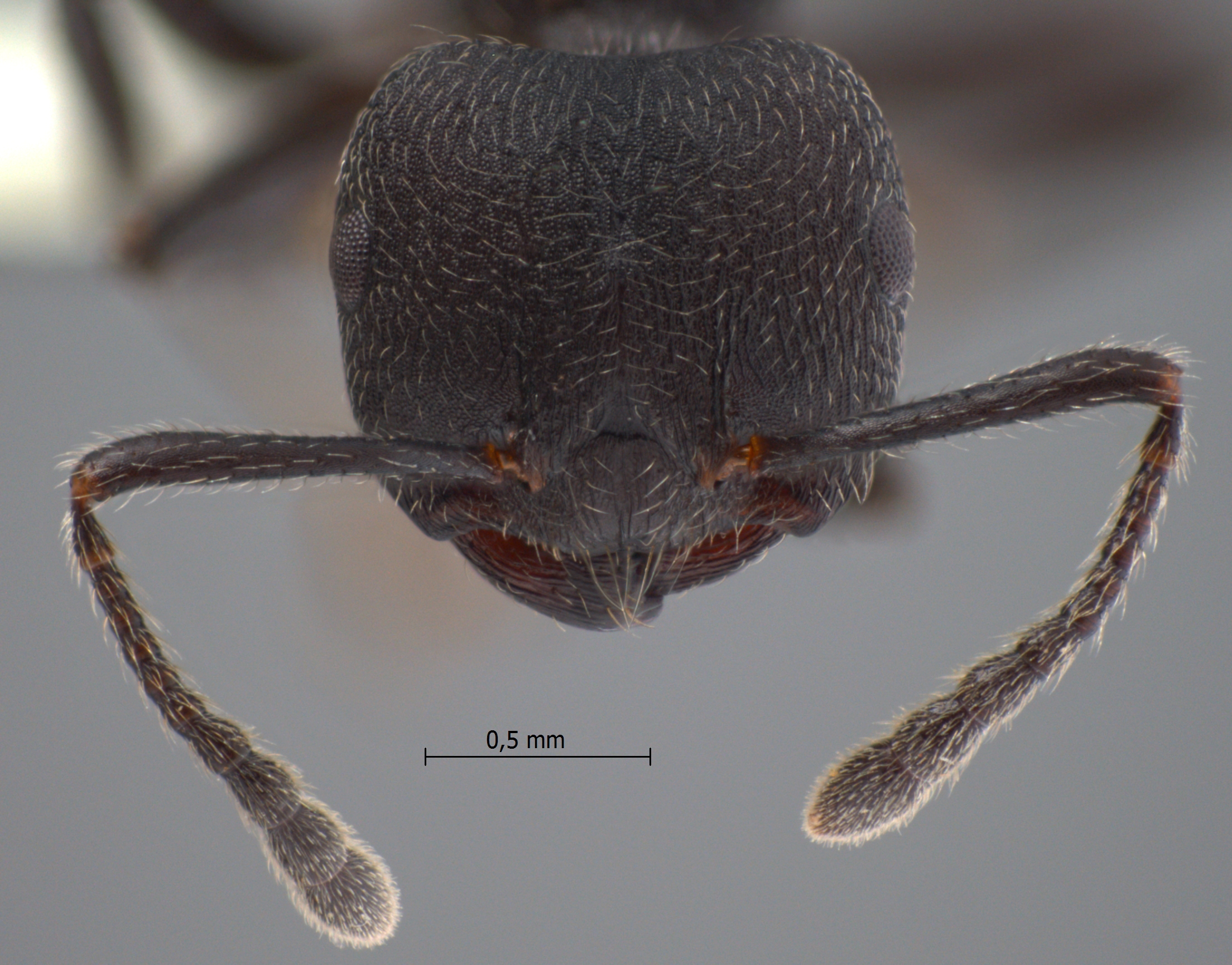 Foto Crematogaster yamanei Hosoishi & Ogata, 2009 frontal