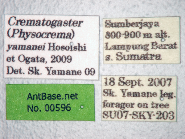 Foto Crematogaster yamanei Hosoishi & Ogata, 2009 Label