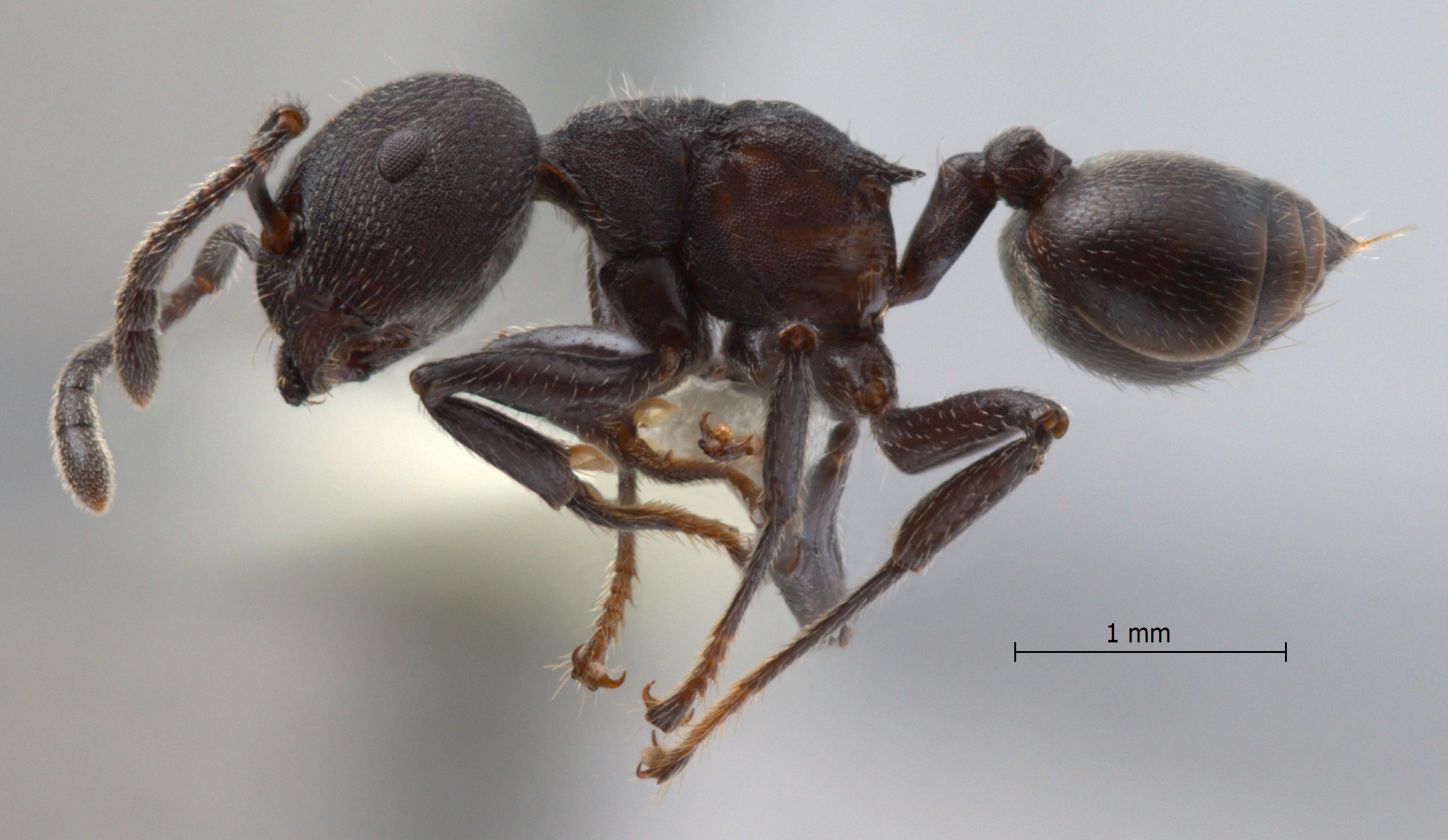 Foto Crematogaster yamanei Hosoishi & Ogata, 2009 lateral