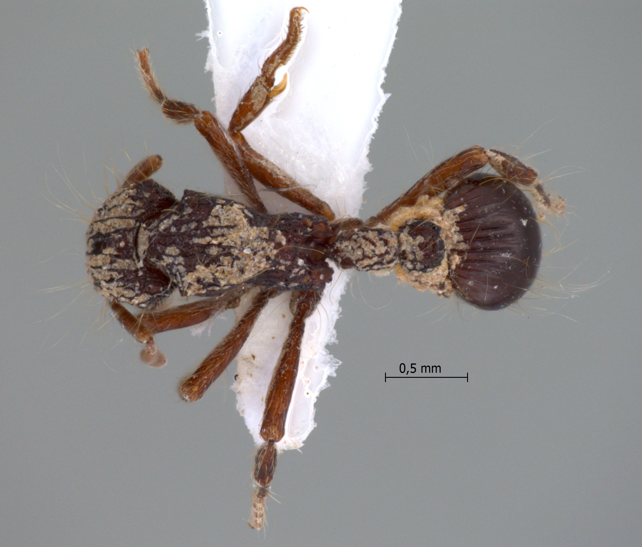 Foto Dacetinops cirrosus Taylor, 1985 dorsal