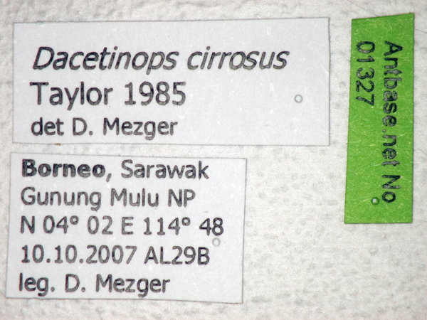 Foto Dacetinops cirrosus Taylor, 1985 Label