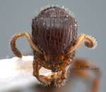 Dilobocondyla sp 1 frontal