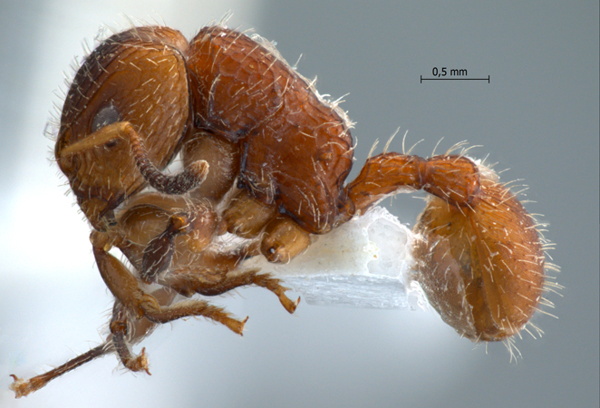 Dilobocondyla sp 2 lateral