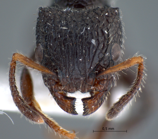 Dilobocondyla sp 2 frontal