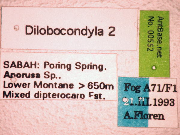 Foto Dilobocondyla sp 2 Label