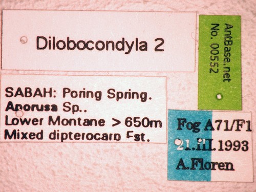 Dilobocondyla sp 2 Label