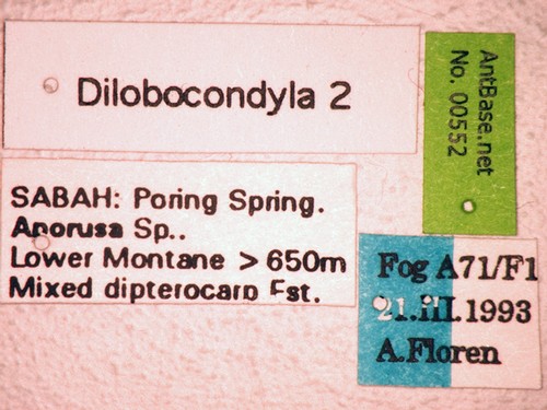 Dilobocondyla sp 2 Label