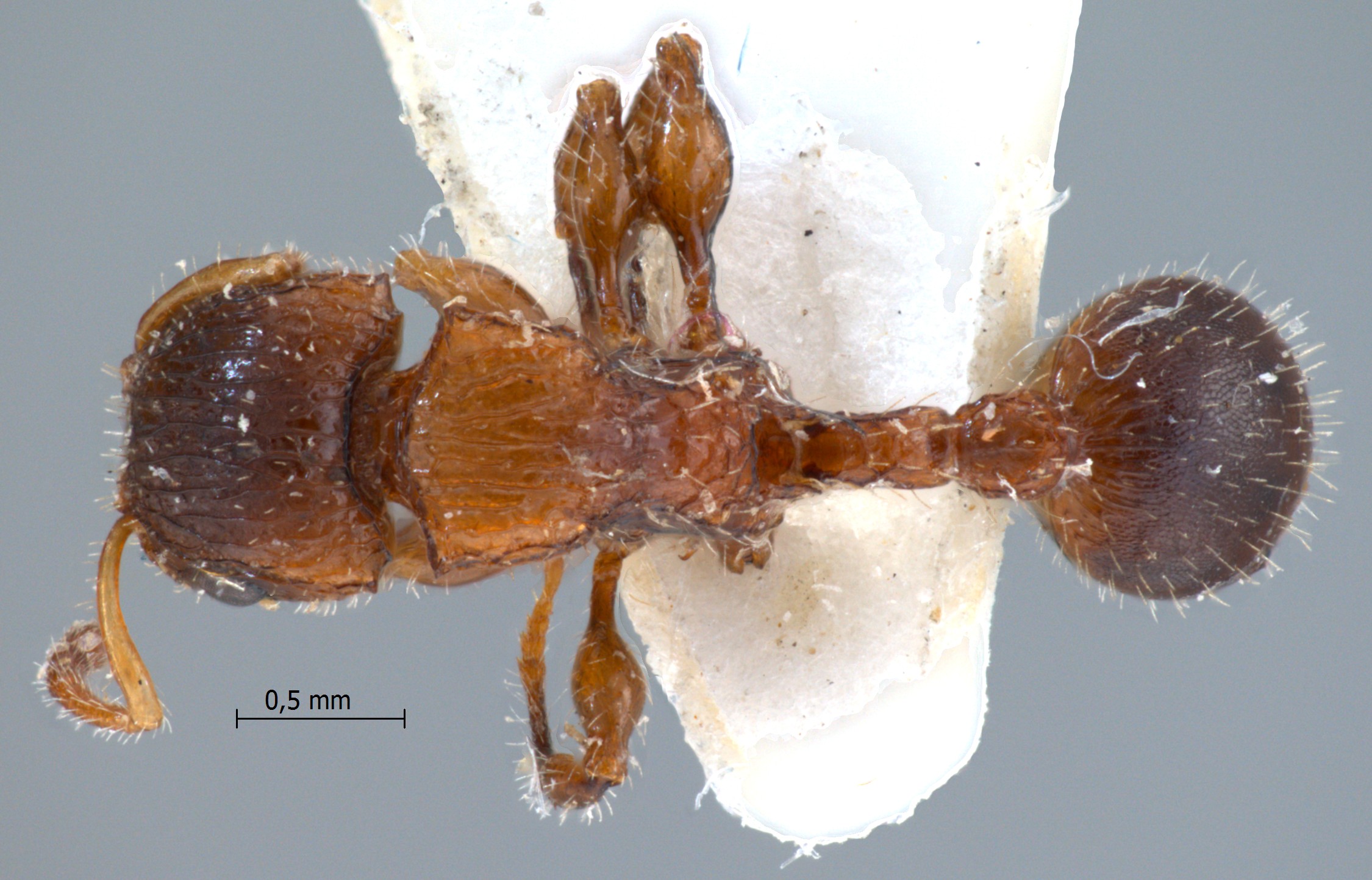 Foto Dilobocondyla sp 3 dorsal