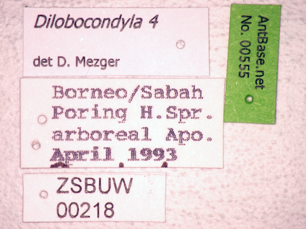 Foto Dilobocondyla sp 4 Label