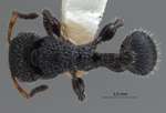 Dilobocondyla borneensis Wheeler, 1916 dorsal