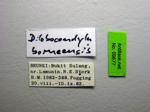 Foto Dilobocondyla borneensis Wheeler, 1916 Label