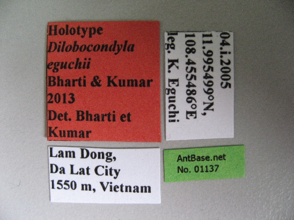 Foto Dilobocondyla eguchii Bharti & Kumar, 2013 Label