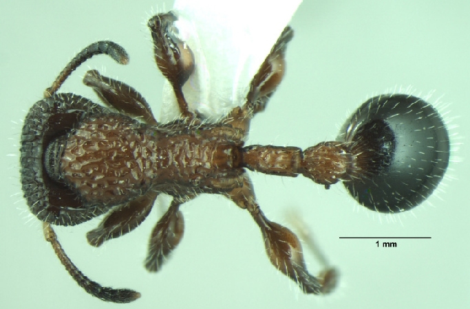 Dilobocondyla fouqueti Santschi, 1910 dorsal