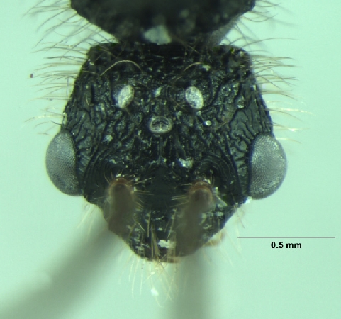 Dilobocondyla fouqueti Santschi, 1910 frontal