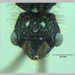 Dilobocondyla fouqueti Santschi, 1910 frontal