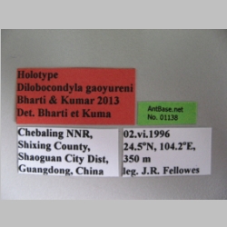 Dilobocondyla gaoyureni Bharti & Kumar, 2013 Label