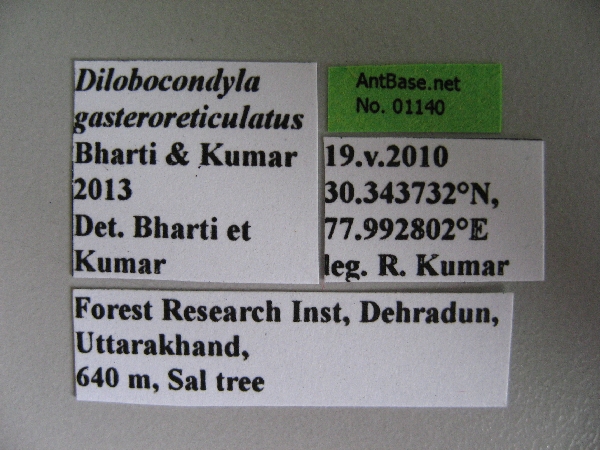 Foto Dilobocondyla gasteroreticulatus Bharti & Kumar, 2013 Label
