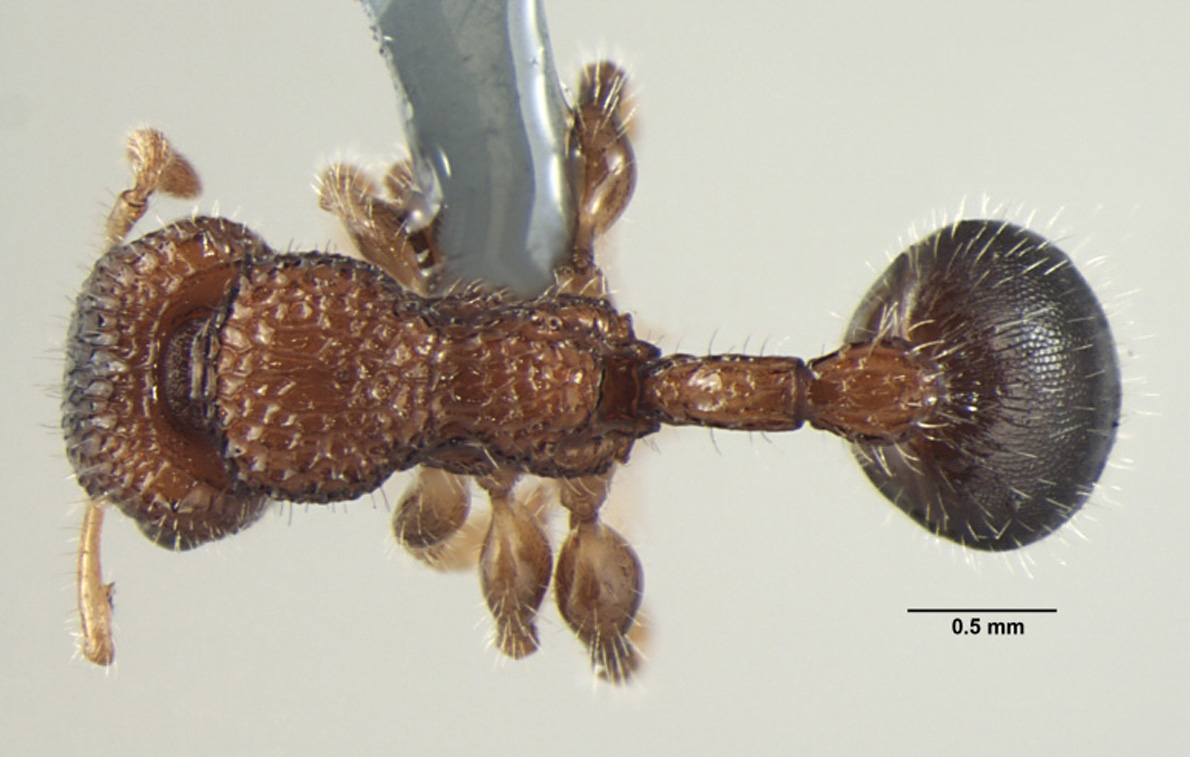 Foto Dilobocondyla propotriangulatus Bharti & Kumar, 2013 dorsal