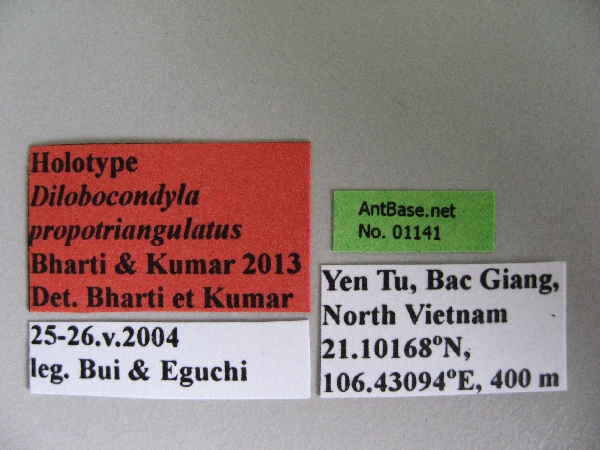 Foto Dilobocondyla propotriangulatus Bharti & Kumar, 2013 Label