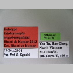 Dilobocondyla propotriangulatus Bharti & Kumar, 2013 Label