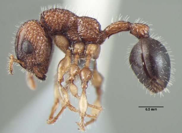 Dilobocondyla propotriangulatus Bharti & Kumar, 2013 lateral