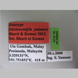 Dilobocondyla yamanei Bharti & Kumar, 2013 Label