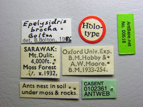 Foto Epelysidris brocha Bolton, 1987 Label