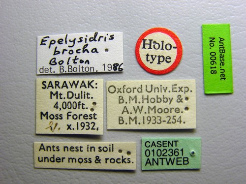 Epelysidris brocha Bolton, 1987 Label