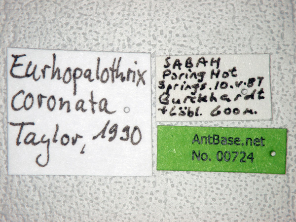 Foto Eurhopalothrix coronata Taylor, 1990 Label