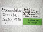 Eurhopalothrix coronata Taylor, 1990 Label