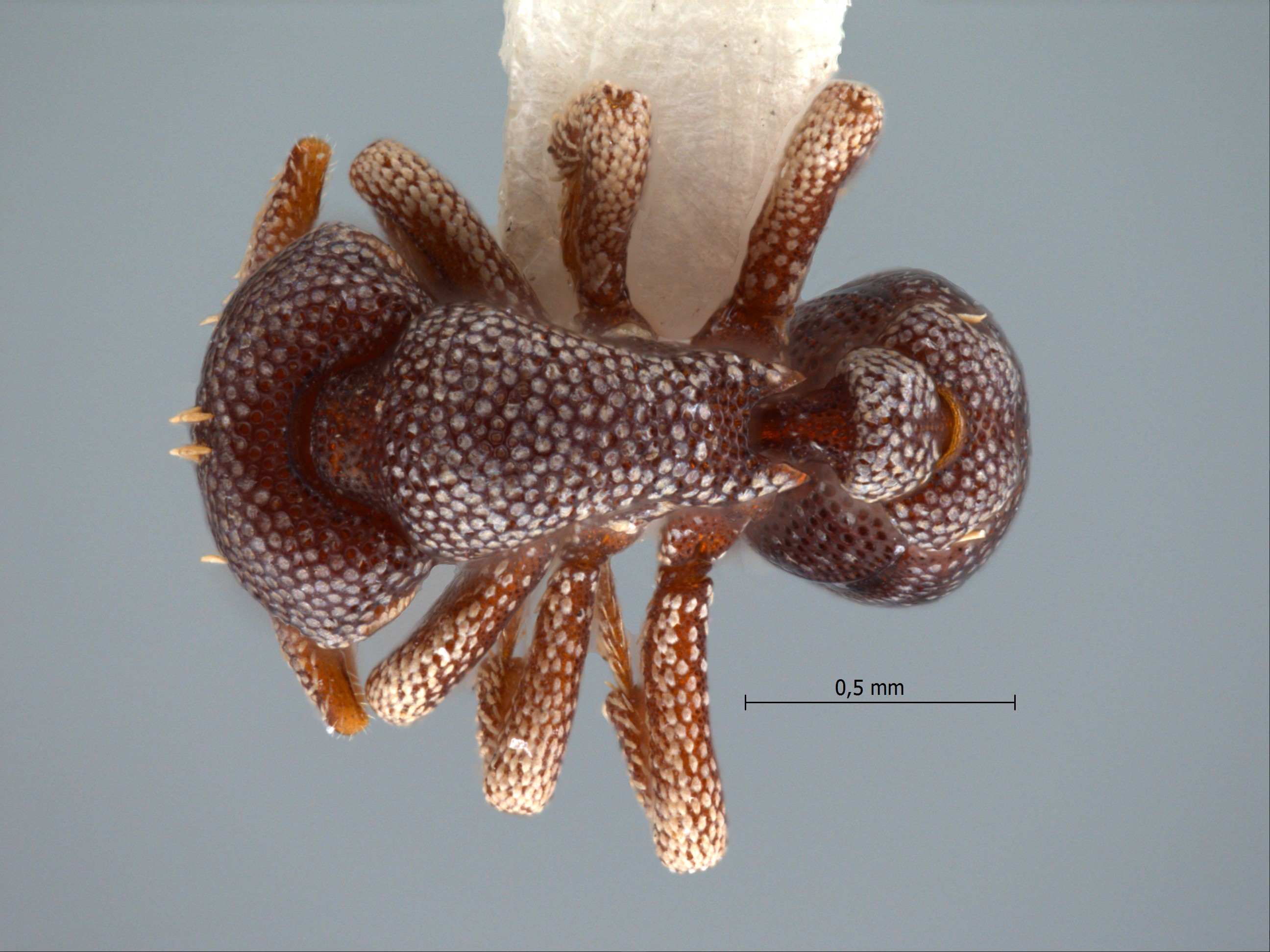 Foto Eurhopalothrix dubia Taylor, 1990 dorsal