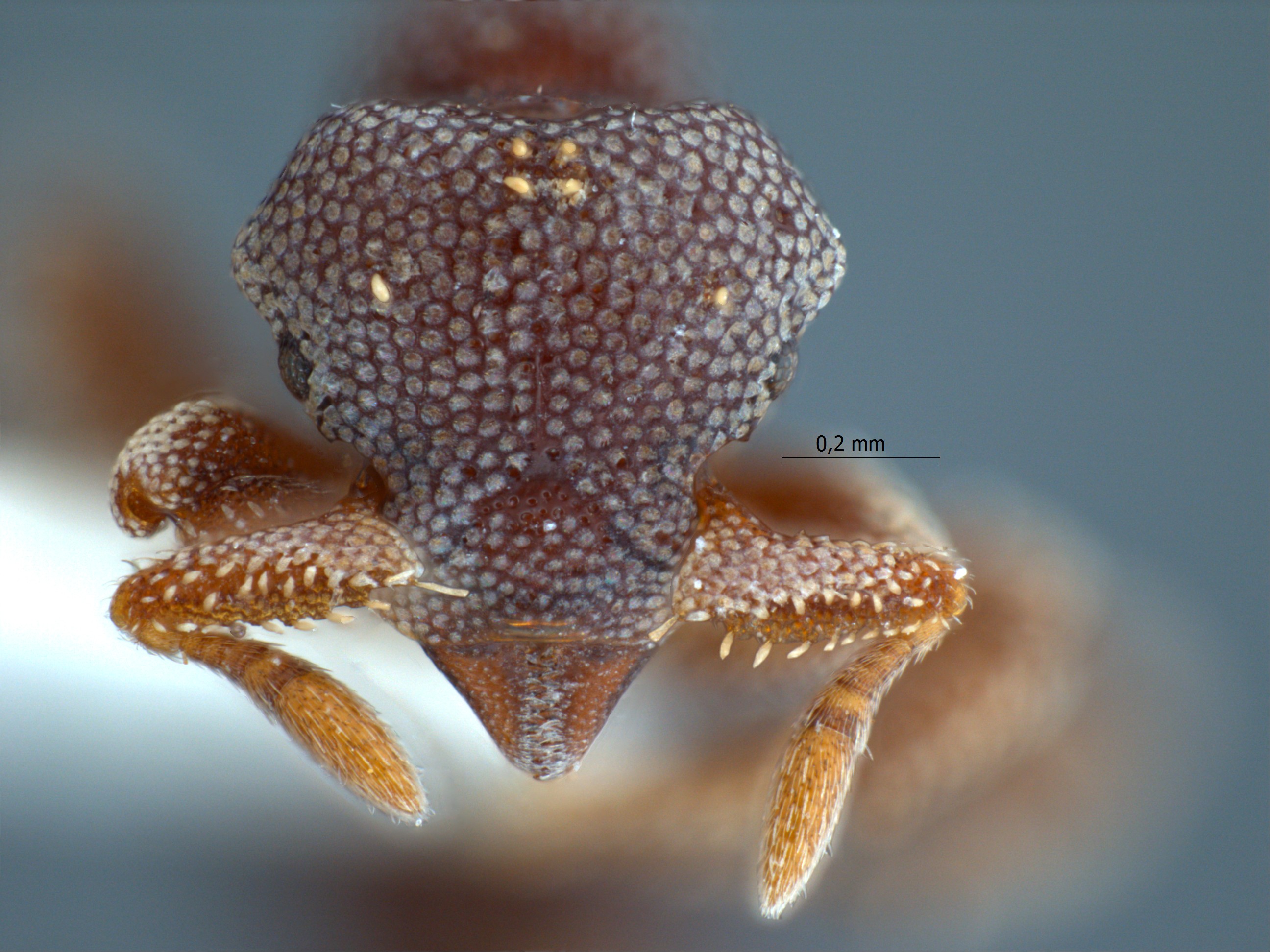 Foto Eurhopalothrix dubia Taylor, 1990 frontal