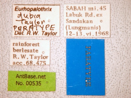 Eurhopalothrix dubia Taylor, 1990 Label