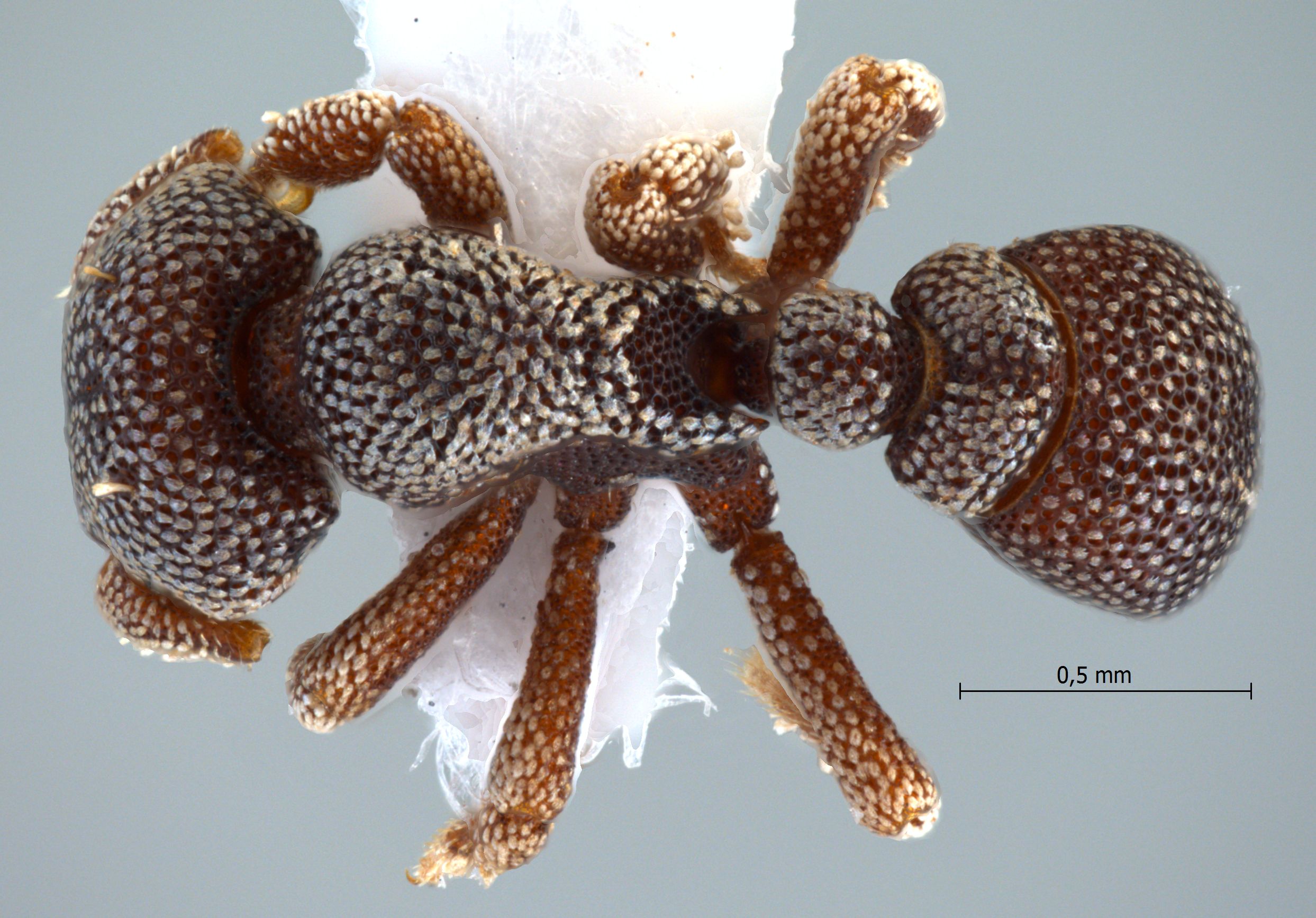 Foto Eurhopalothrix elke Mezger & Pfeiffer, 2010 dorsal