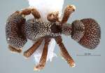 Eurhopalothrix elke Mezger & Pfeiffer, 2010 dorsal