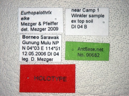 Eurhopalothrix elke Mezger & Pfeiffer, 2010 Label