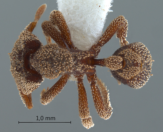 Eurhopalothrix heliscata Wilson & Brown, 1985 dorsal