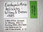 Eurhopalothrix heliscata Wilson & Brown, 1985 Label