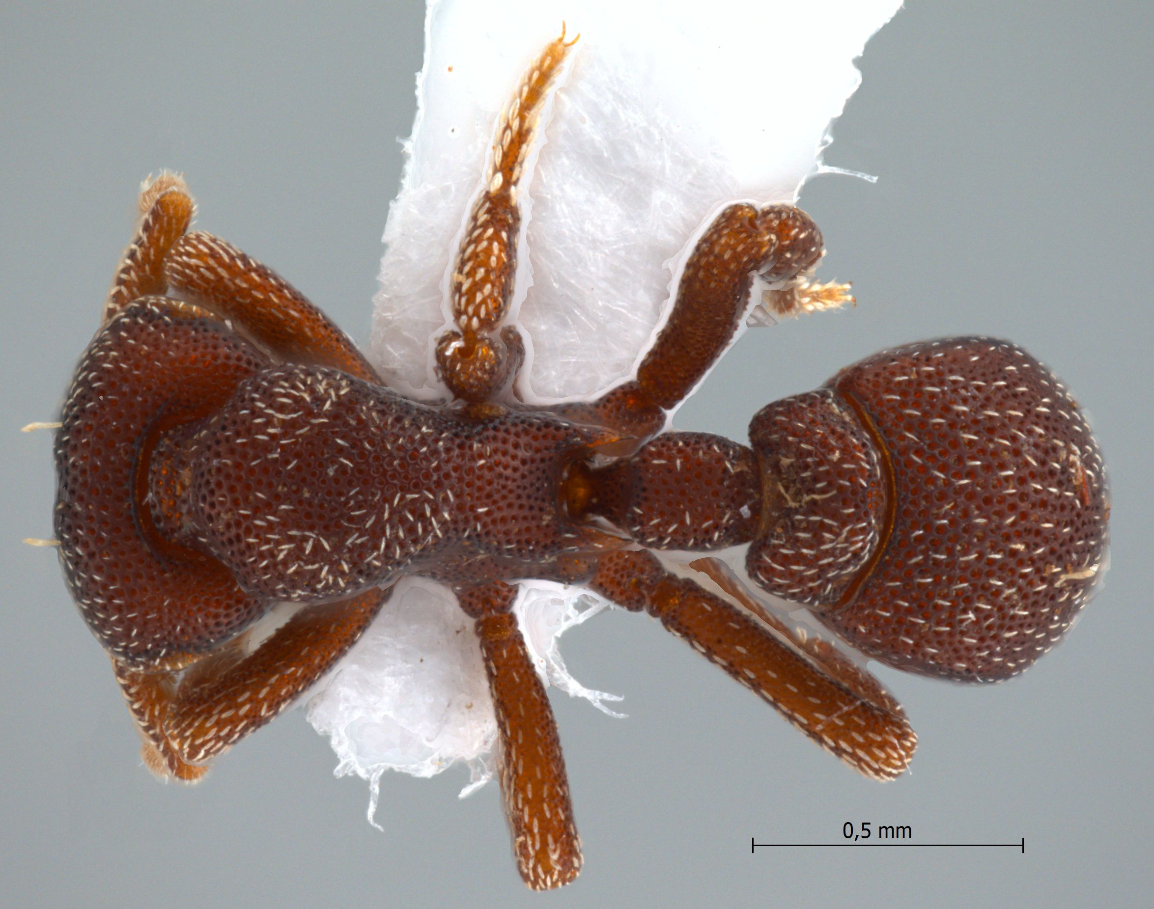 Foto Eurhopalothrix omnivaga Taylor, 1990 dorsal