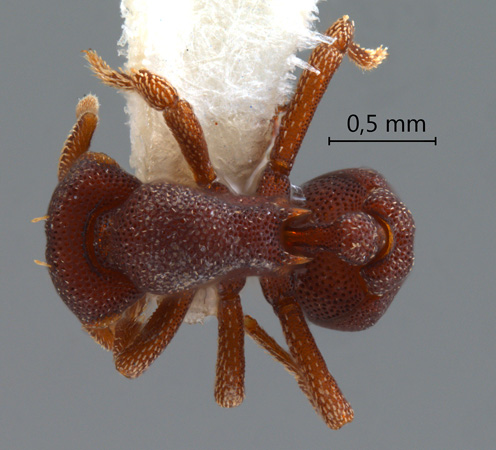 Eurhopalothrix omnivaga Taylor, 1990 dorsal