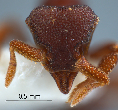 Eurhopalothrix omnivaga Taylor, 1990 frontal