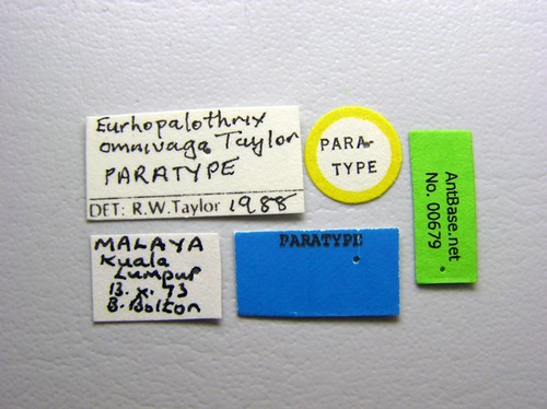 Eurhopalothrix omnivaga Taylor, 1990 Label