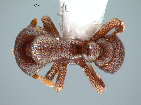 Eurhopalothrix platisquama Taylor,1990 dorsal