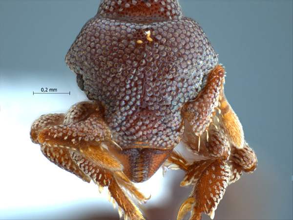 Eurhopalothrix platisquama Taylor,1990 frontal