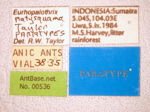 Eurhopalothrix platisquama Taylor,1990 Label