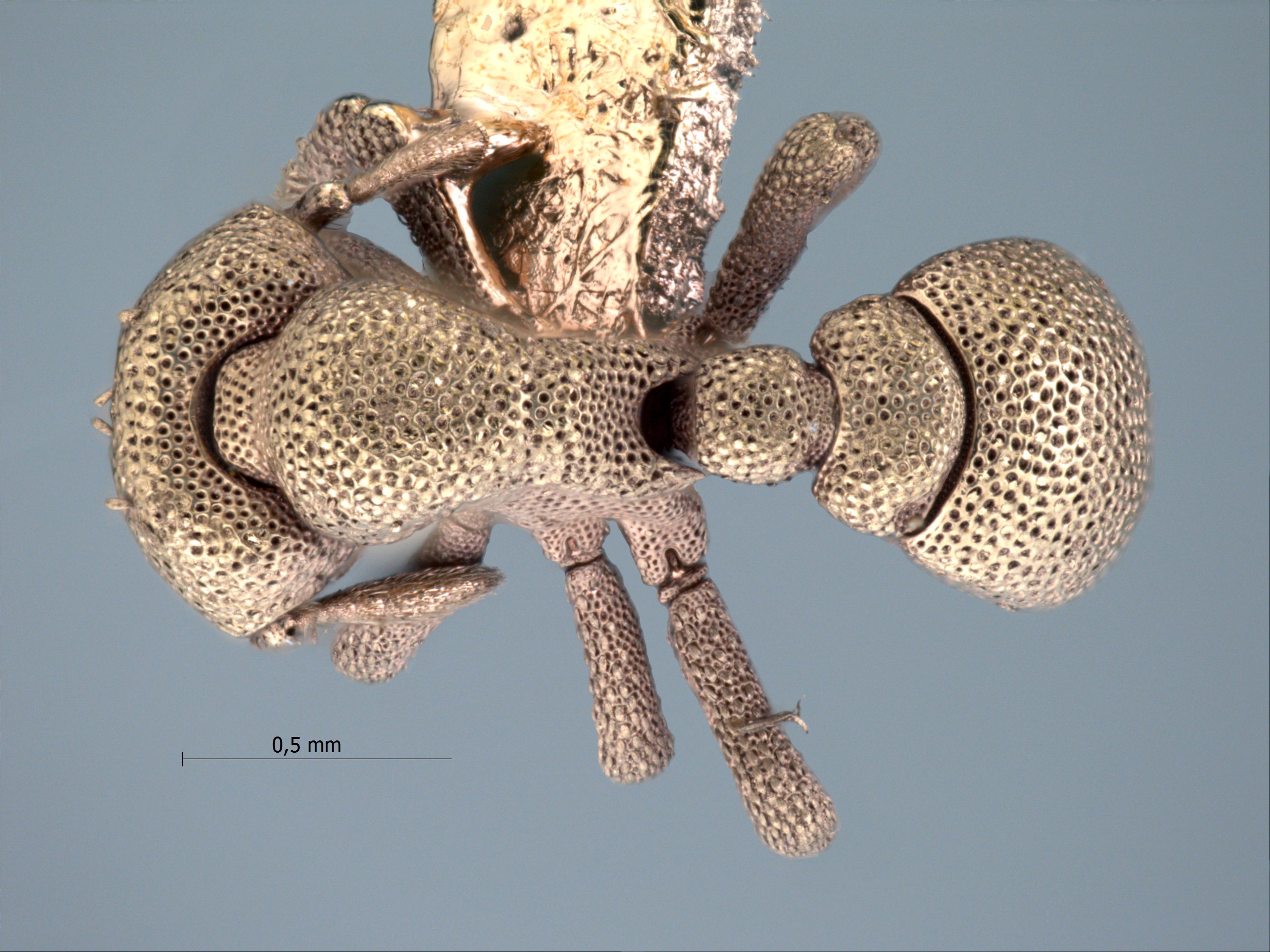 Foto Eurhopalothrix seguensis Taylor, 1990 dorsal