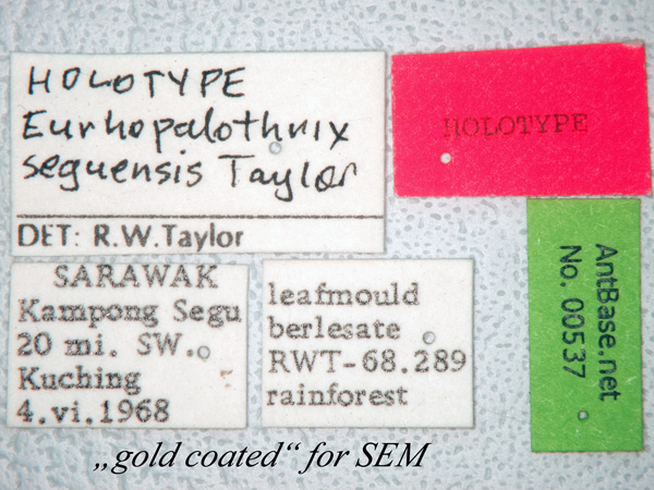 Foto Eurhopalothrix seguensis Taylor, 1990 Label